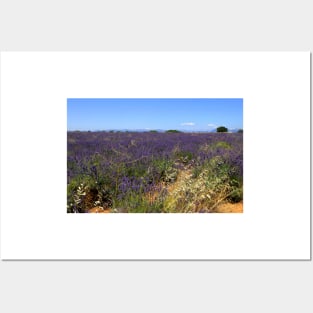 Lavander in Provence Posters and Art